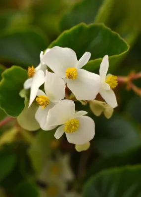 Begonia Hula Blush Seeds