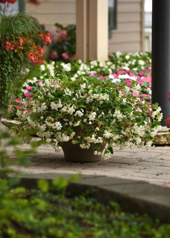 Begonia Hula Blush Seeds