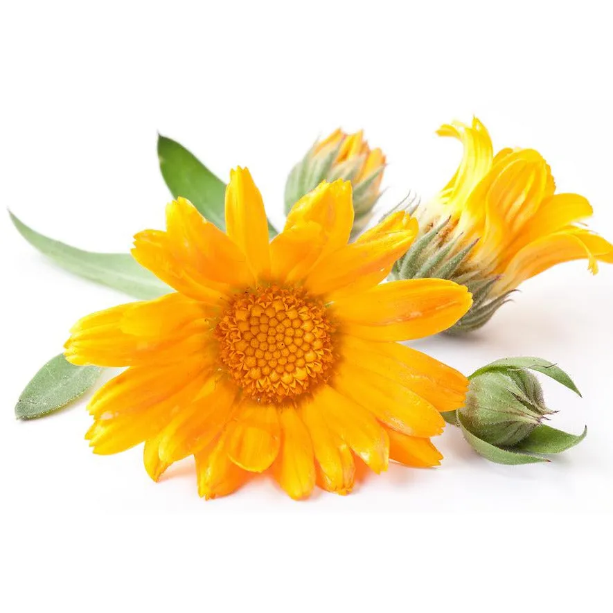Purifying Facial Toner, Verbena   Calendula