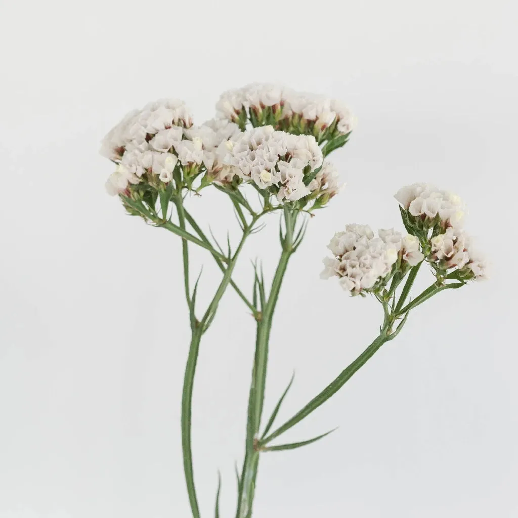 White Tissue Culture Statice Flower