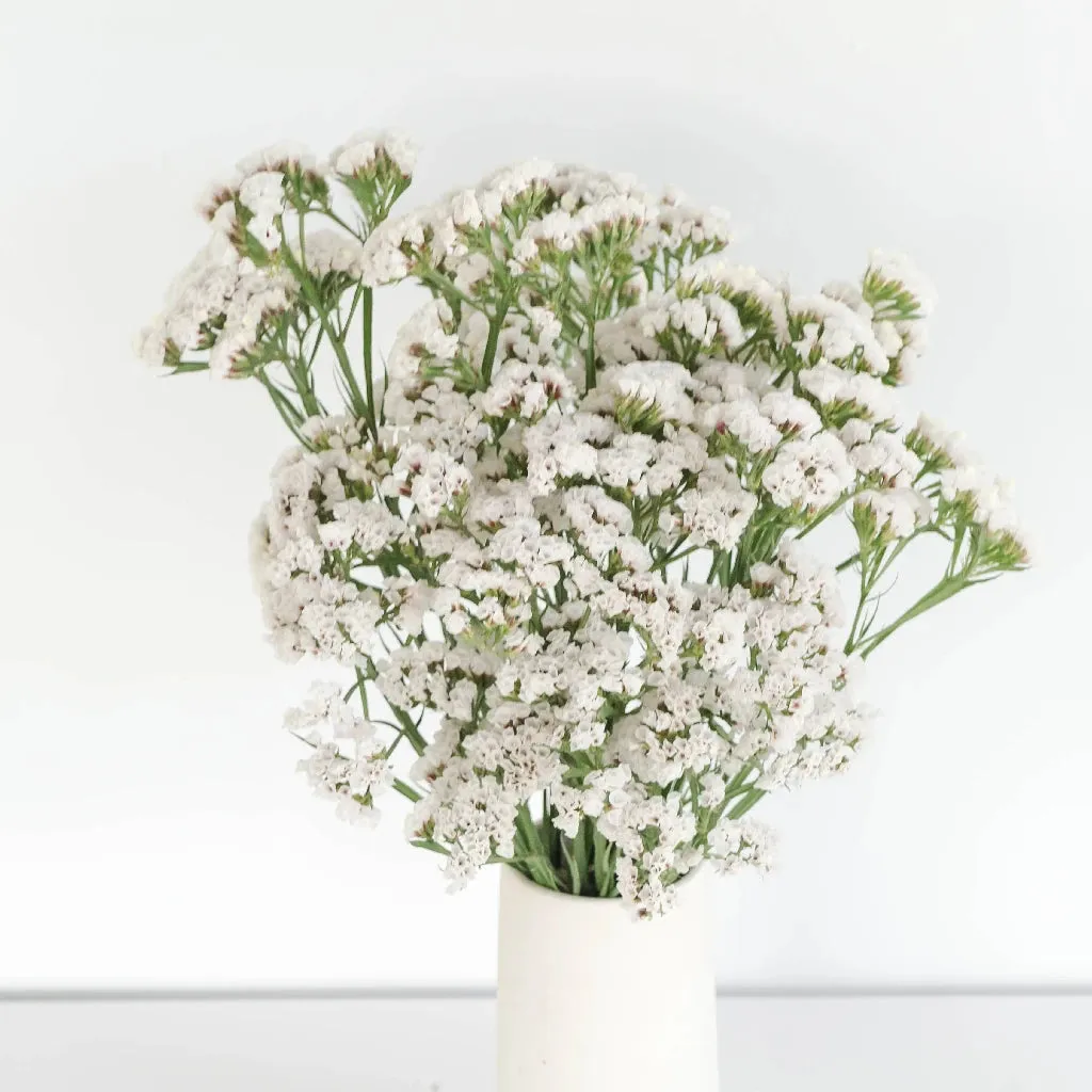 White Tissue Culture Statice Flower