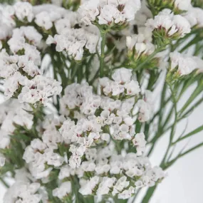 White Tissue Culture Statice Flower