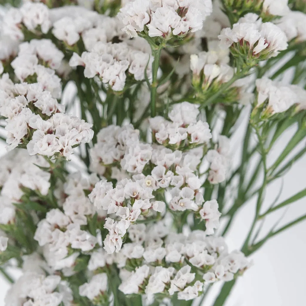 White Tissue Culture Statice Flower